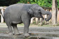 Zoo Taiping & Night Safari