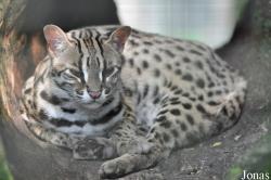 Zoo Taiping & Night Safari