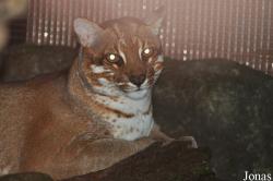 Zoo Taiping & Night Safari
