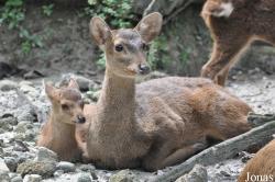 Zoo Taiping & Night Safari