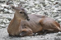 Zoo Taiping & Night Safari