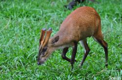 Zoo Taiping & Night Safari