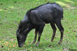 Zoo Taiping & Night Safari