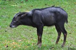 Zoo Taiping & Night Safari