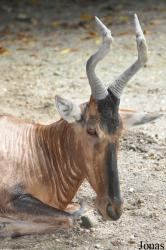 Zoo Taiping & Night Safari