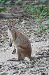 Zoo Taiping & Night Safari