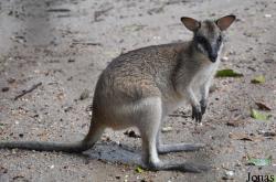 Zoo Taiping & Night Safari