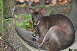 Zoo Taiping & Night Safari