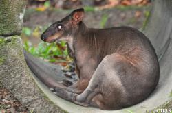 Zoo Taiping & Night Safari