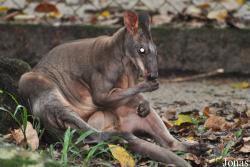 Zoo Taiping & Night Safari