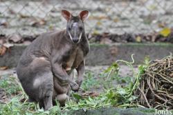 Zoo Taiping & Night Safari
