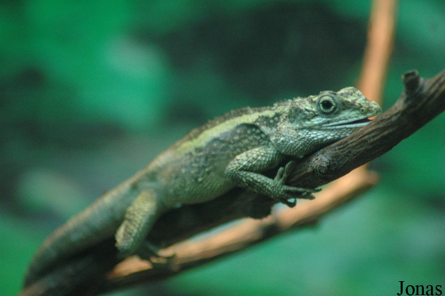 Beijing Zoological Gardens