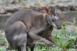 Zoo Taiping & Night Safari