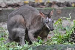 Zoo Taiping & Night Safari