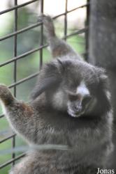 Zoo Taiping & Night Safari