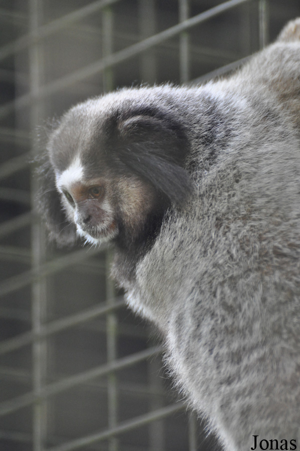 Zoo Taiping & Night Safari