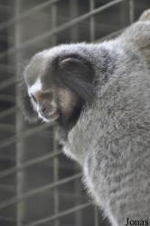 Zoo Taiping & Night Safari
