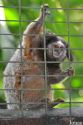 Zoo Taiping & Night Safari