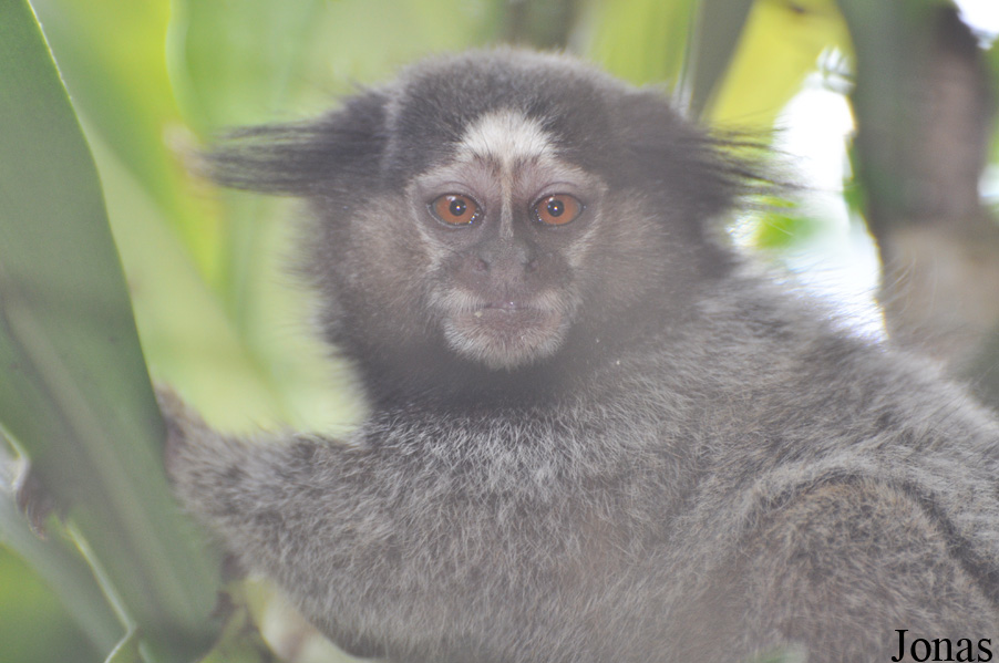 Zoo Taiping & Night Safari
