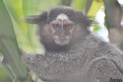 Zoo Taiping & Night Safari