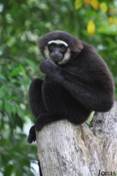 Zoo Taiping & Night Safari