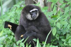 Zoo Taiping & Night Safari