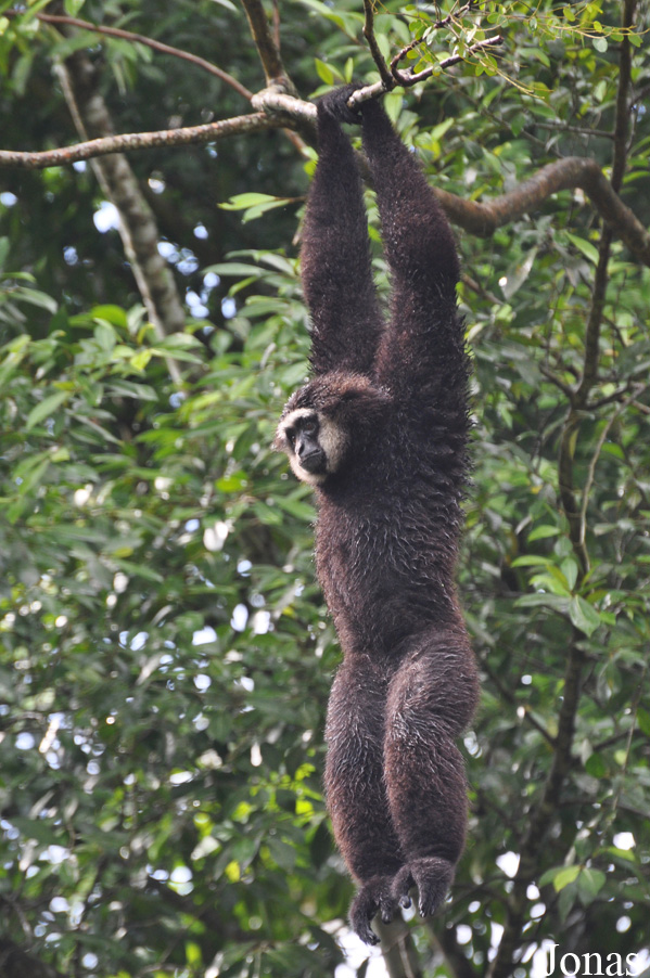 Zoo Taiping & Night Safari