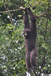 Zoo Taiping & Night Safari