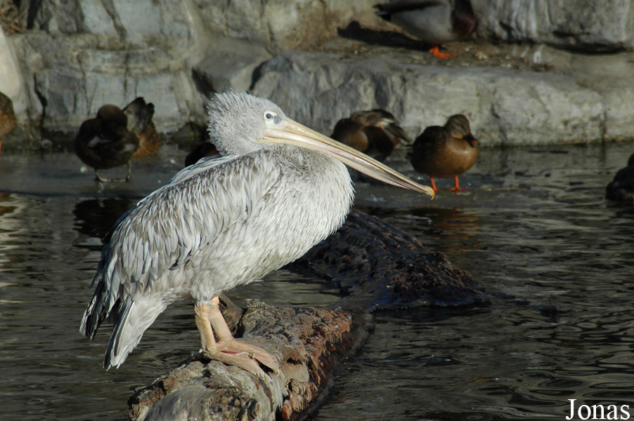 Beijing Zoological Gardens