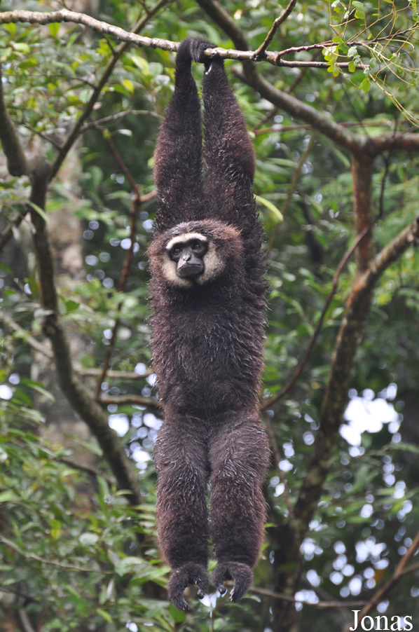 Zoo Taiping & Night Safari
