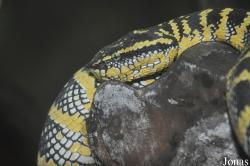 Zoo Taiping & Night Safari
