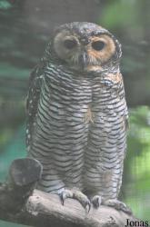 Zoo Taiping & Night Safari
