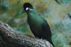 Beijing Zoological Gardens