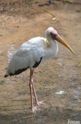 Zoo Taiping & Night Safari