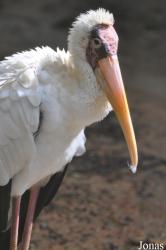 Zoo Taiping & Night Safari