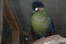 Tauraco hartlaubi