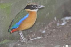 Pitta moluccensis