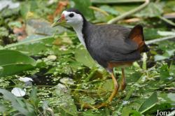 Amaurornis phoenicurus