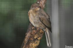 Pycnonotus brunneus