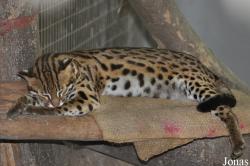Zoo Negara