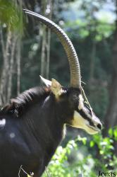 Hippotragus niger