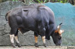Zoo Negara