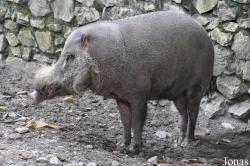 Zoo Negara