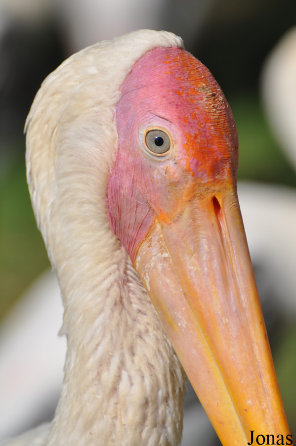 Zoo Negara