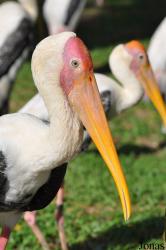 Zoo Negara