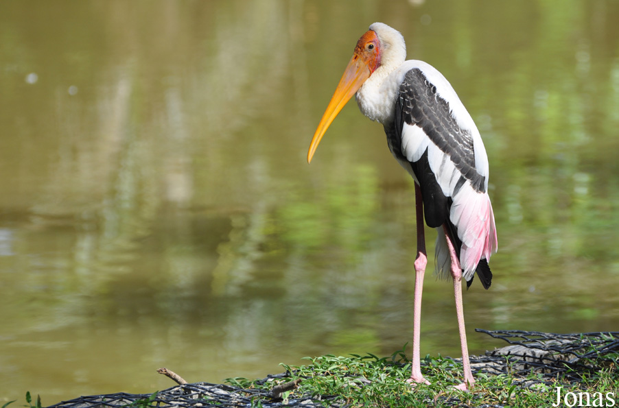 Zoo Negara