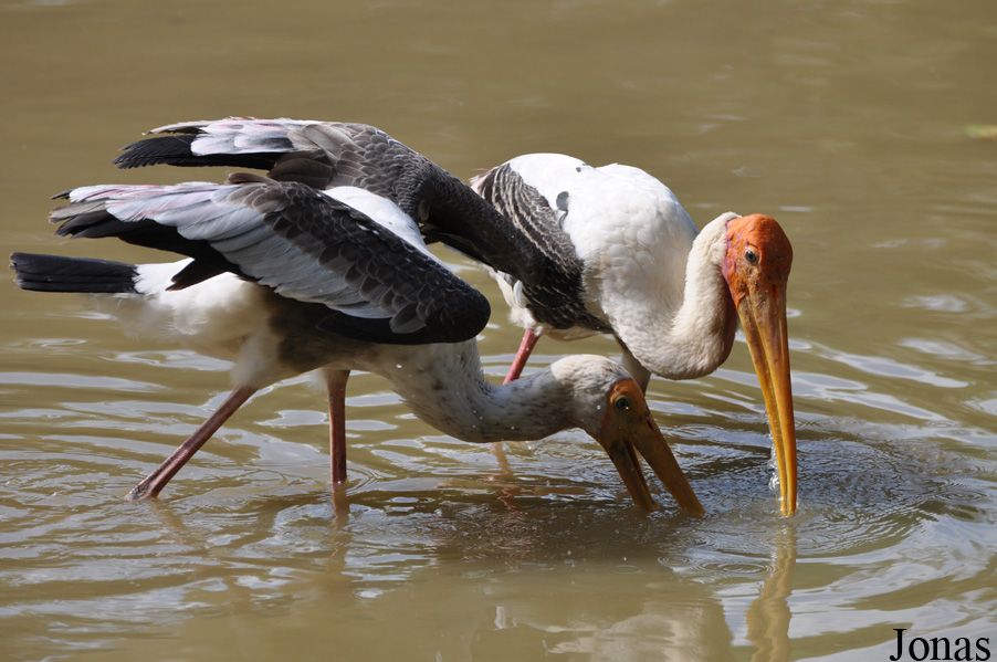 Zoo Negara