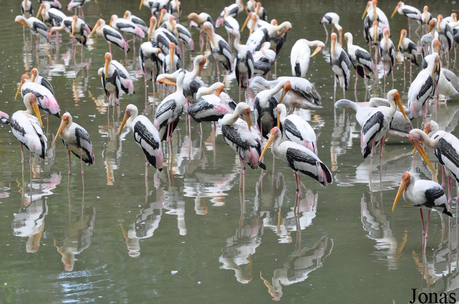Zoo Negara