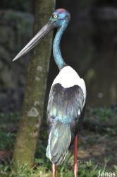 Zoo Negara