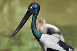 Ephippiorhynchus asiaticus